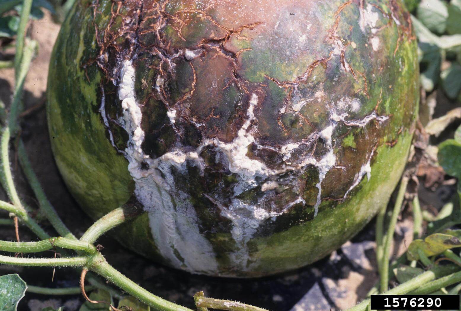 Bacterial stain: what it is, how it originates, and how to eliminate it effectively