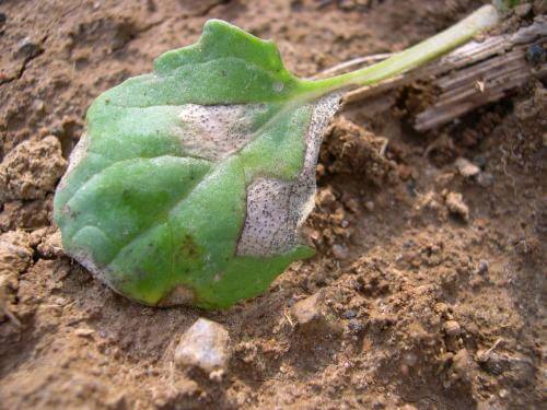 Chancre de la tige : symptômes et dommages chez le soja