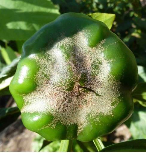 Thrips Damage to Peppers