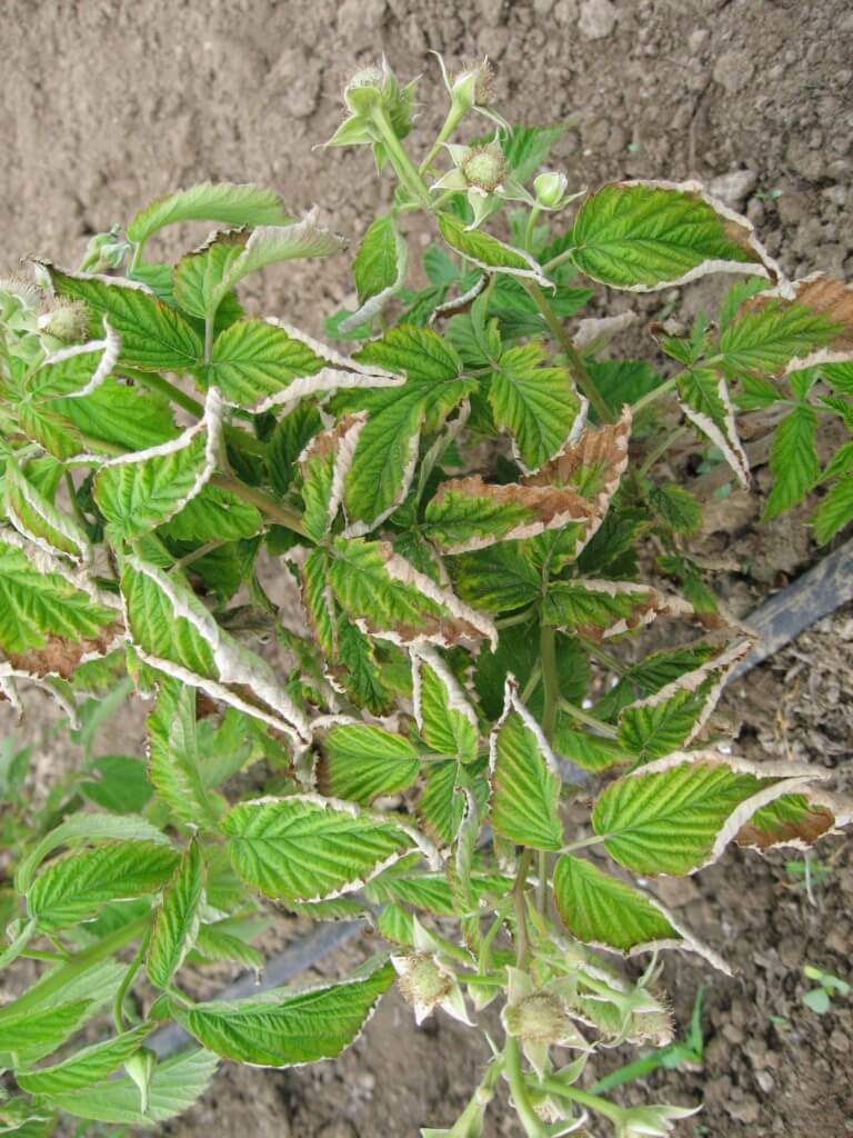 Cómo reconocer y combatir virus rizo de la frambuesa (rprsv)