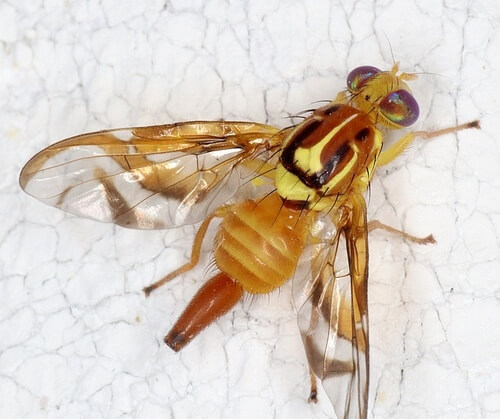 Mouche des fruits dans les myrtilles : comment la reconnaître et la traiter efficacement