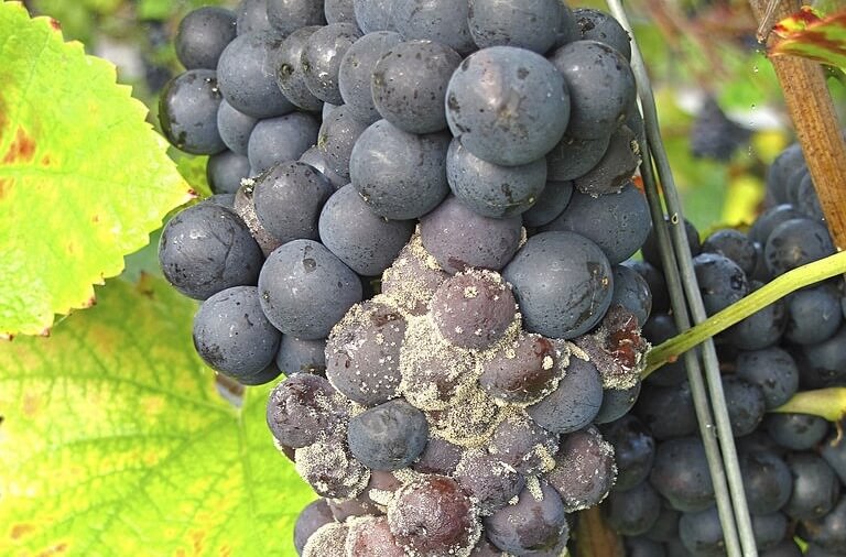 Pourriture grise de la vigne | idMicrobe