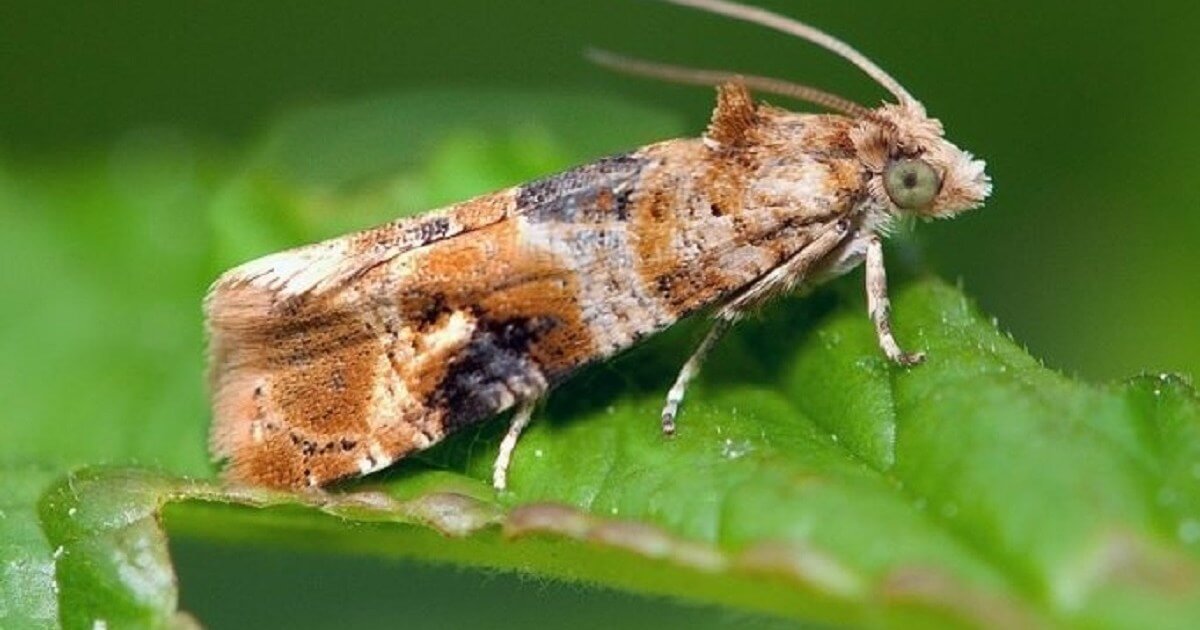 Bunch moth or European moth: Symptoms and damage in grapevines