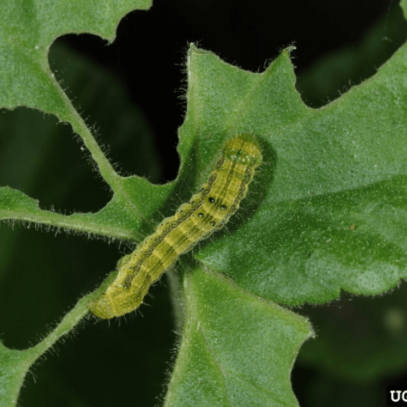 Vers : symptômes et dégâts dans les myrtilles