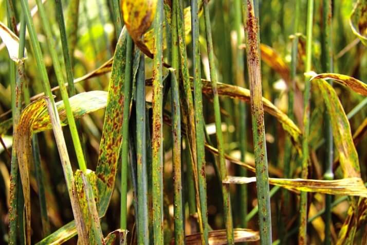 Roya parda, negra o roya del tallo en Cereales de invierno: Cómo se reconoce y se trata eficazmente