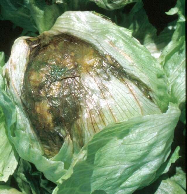 Podredumbre blanda: qué es, cómo se origina y cómo eliminar de forma efectiva en lechuga y similares