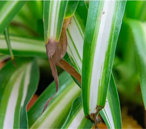 Le brunissement des pointes des feuilles des plantes est dû à l'air sec et à un arrosage irrégulier.