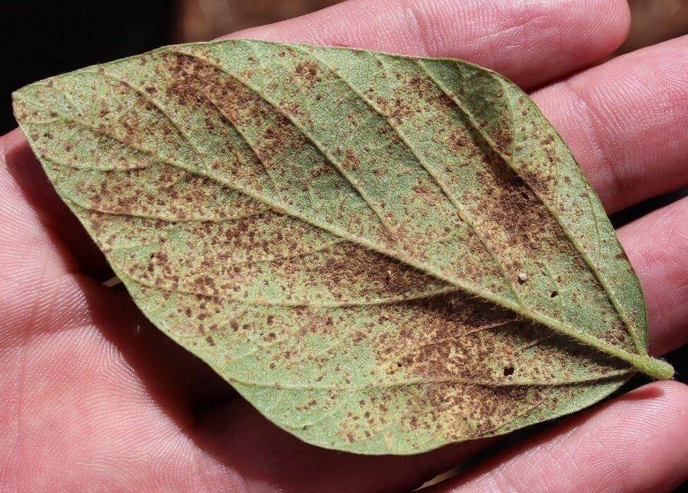 Ferrugem asiática da soja | idMicrobe
