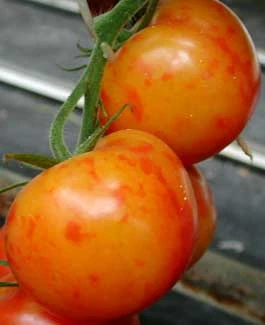Deficiencia de potasio en plantas: síntomas y daños visibles en frutos