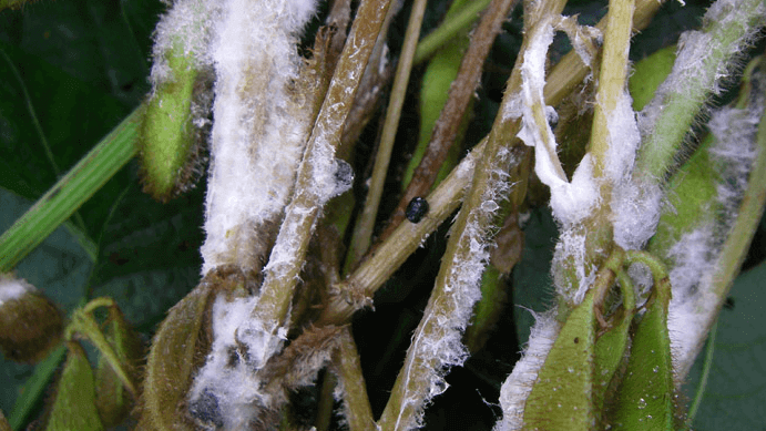 Dégâts causés par la pourriture blanche sur les plantes décoratives de jardin et/ou d'intérieur