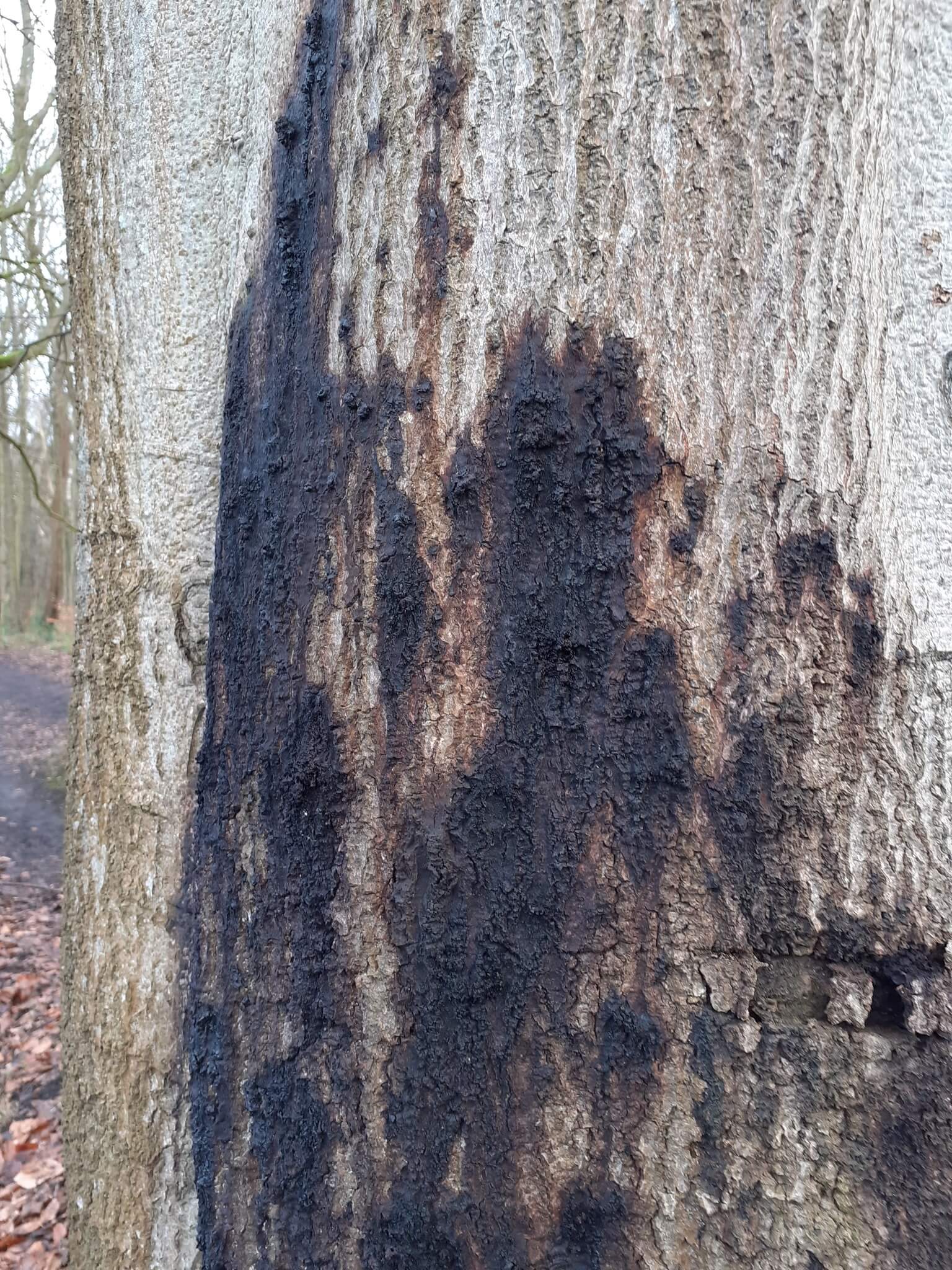 Abacate Blues | idMicrobe