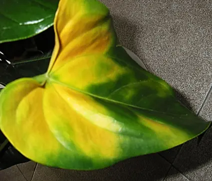 Symptômes causés par le manque de lumière chez les plantes