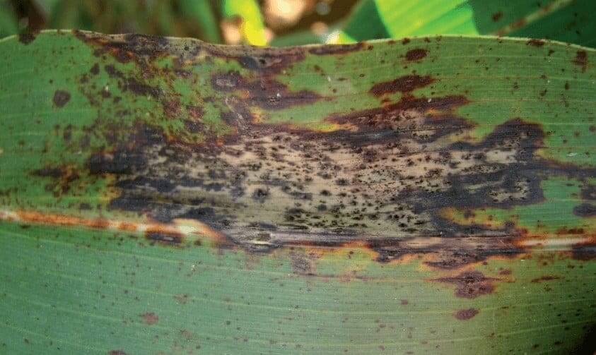 Anthracnose in corn | idMicrobe