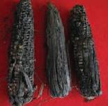 Pudrición gris de la mazorca: Síntomas y daños en Maíz