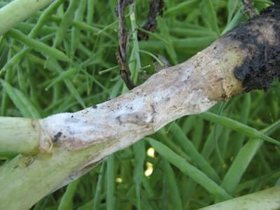 Damage caused by white rot on decorative garden and/or indoor plants