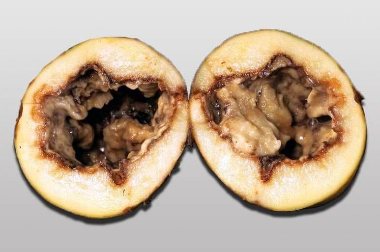 Pudrición blanda de los tubérculos y pie negro: Síntomas y daños en Patata