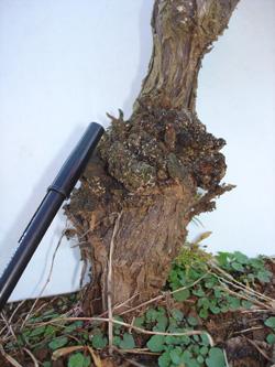 Galle du collet : symptômes et dégâts sur les vignes