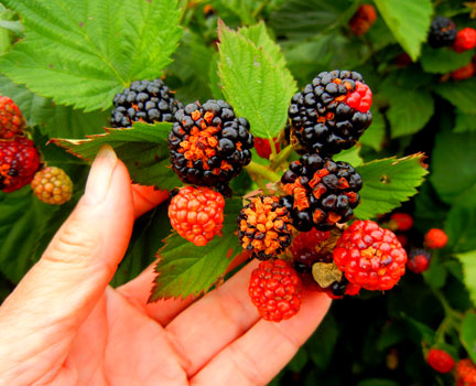 Daños causados por Antracnosis en Mora