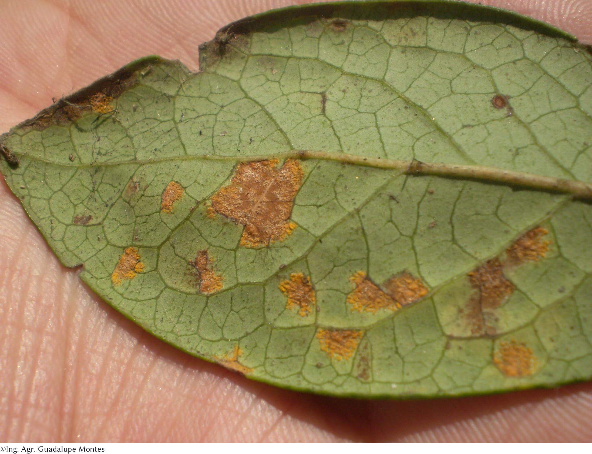Rust: Symptoms and damage in blueberries