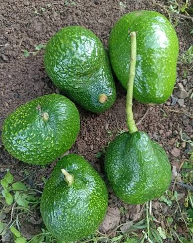 Daños causados por la carencia de boro en frutos