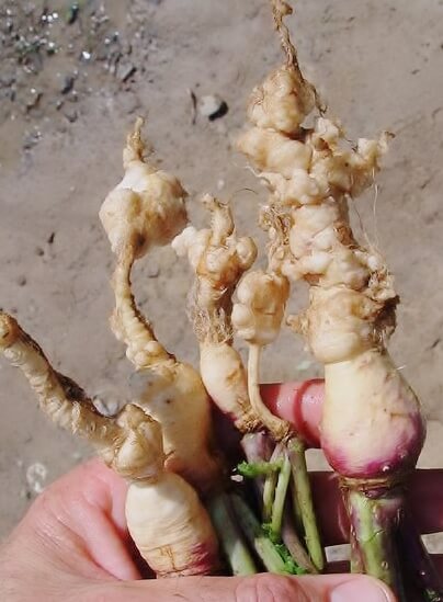 Hernia de las cruciferas o clubroot en rábano | idMicrobe