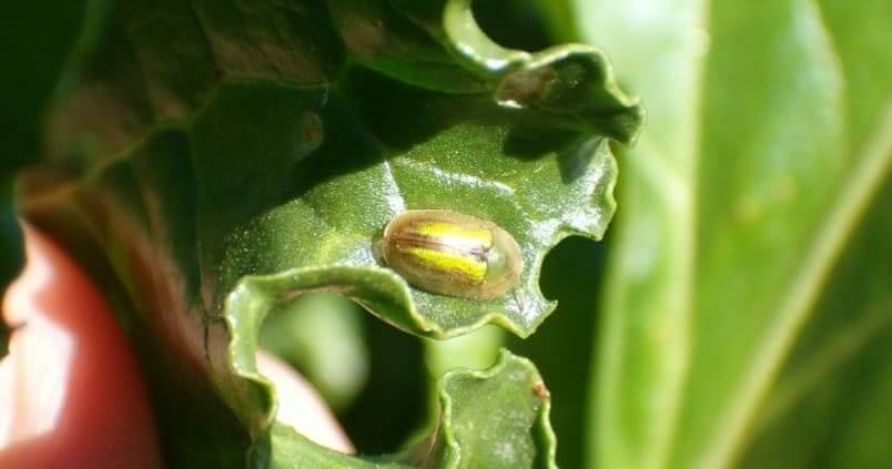Cassidy in Sugar Beet: How to Recognize and Treat It Effectively