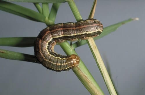 Cómo reconocer y combatir gusanos en berries