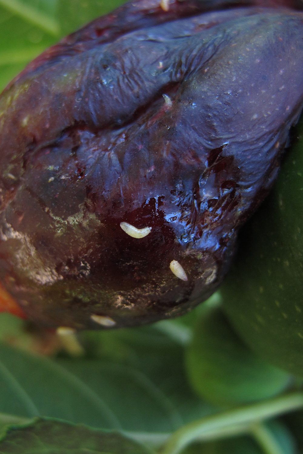 Daños causados por la mosca de las alas manchadas en frutos