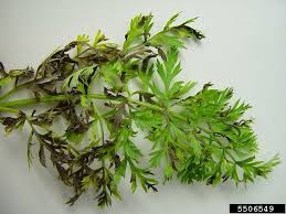 Mildiou de la carotte | idMicrobe