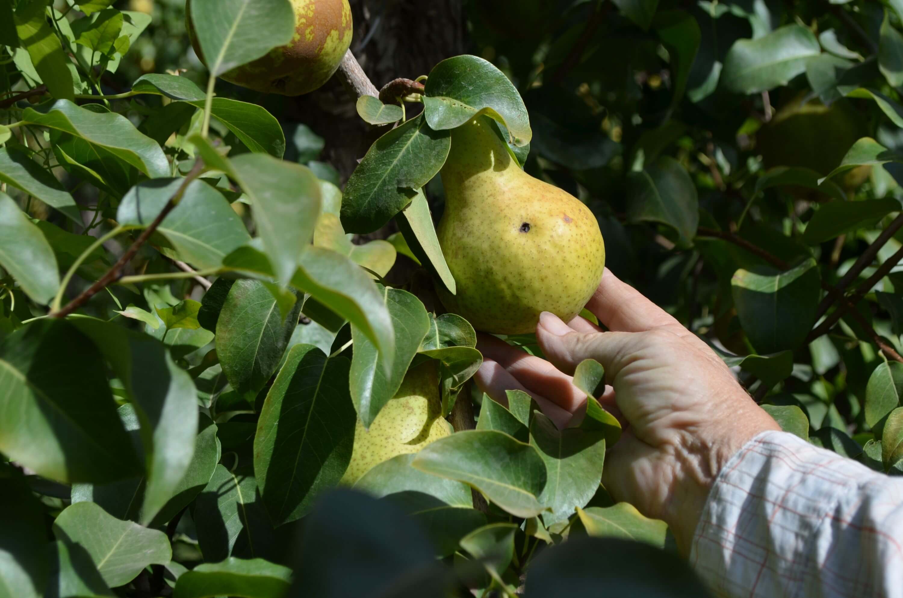 Carpocapsa, gusano o polilla: qué es, cómo se origina y cómo eliminar de forma efectiva en frutales de pepita