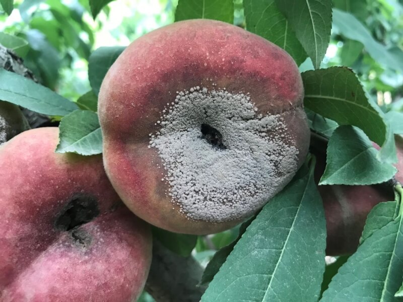 Monilinia (brown rot) on peaches | idMicrobe