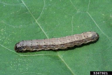 Fall armyworm in spinach and similar crops | idMicrobe