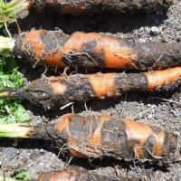 Mal Vinoso em Cenouras: Como Reconhecê-lo e Tratá-lo Eficazmente