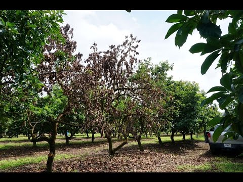 Murcha da Baía: Sintomas e Danos no Abacate