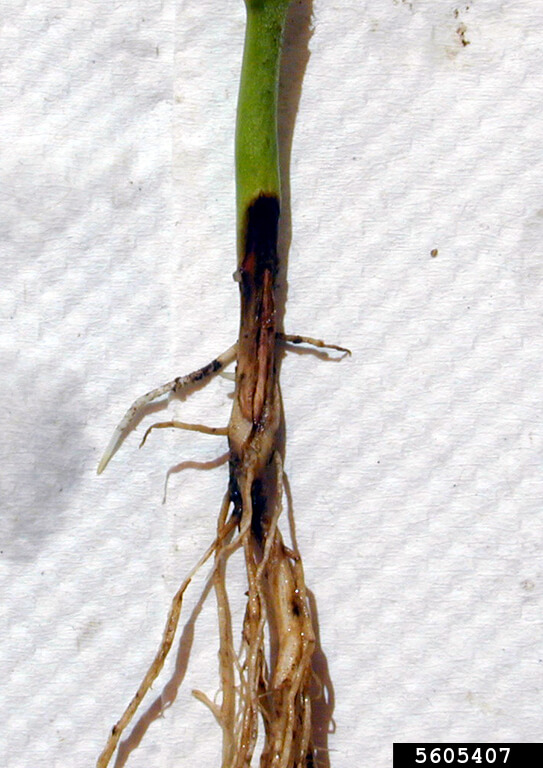 Pudrición de la mazorca por rhizoctonia en maíz | idMicrobe