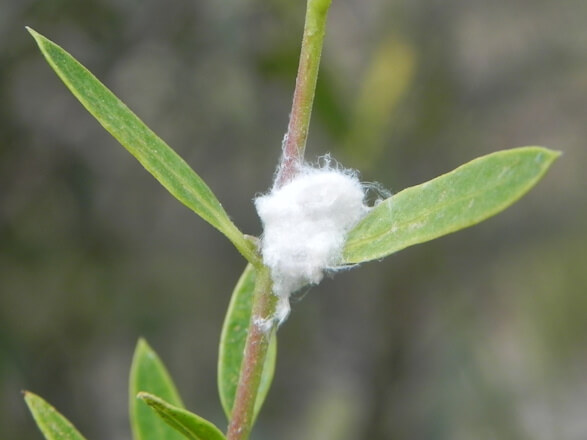 Algodón o algodoncillo del olivo: Síntomas y daños en Olivo