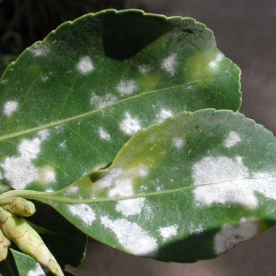 Síntomas, tratamientos y recomendaciones para tratar hongos en plantas decorativas