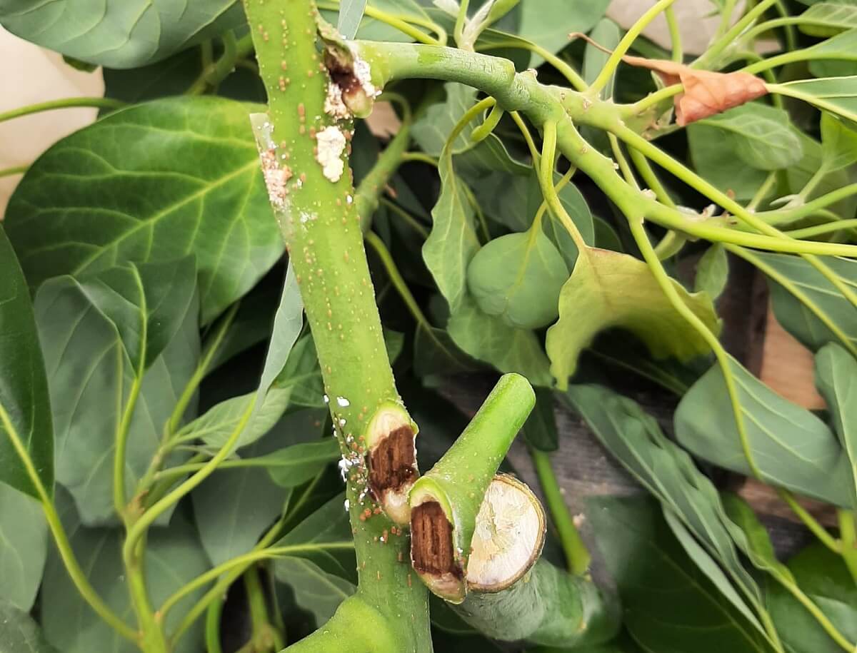 Dépérissement de l'avocat : comment le reconnaître et le traiter efficacement