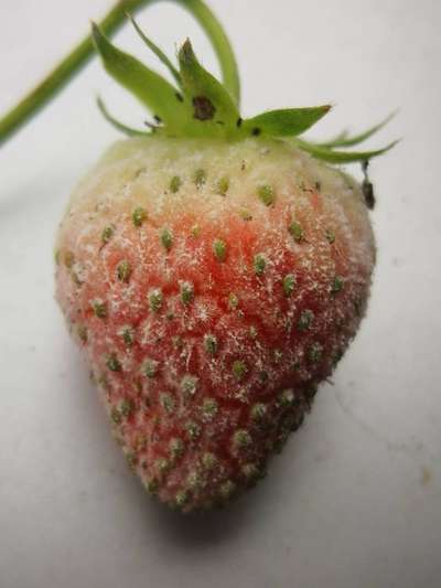 Oídio en frutos: Cómo se reconoce y se trata eficazmente