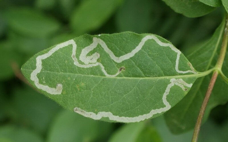 Mineuses des feuilles du quinoa | idMicrobe