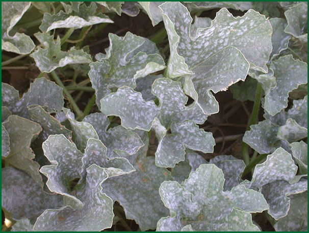 Powdery mildew on watermelon | idMicrobe