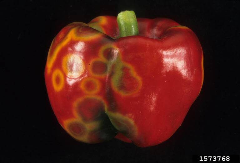 Vírus em pimentas | idMicrobe