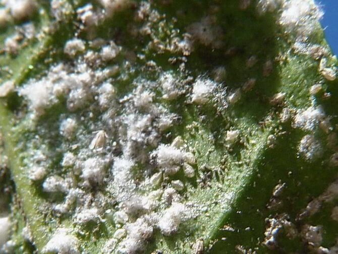 Mosca blanca algodonosa en naranjo | idMicrobe