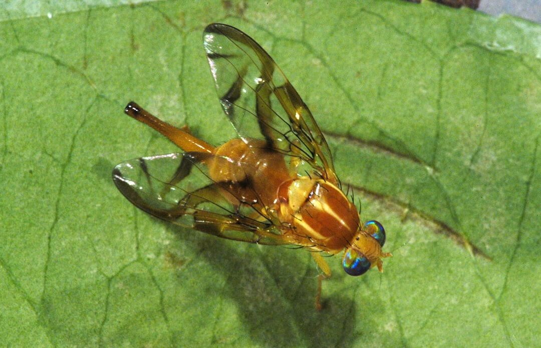 Mouche des fruits : symptômes et dégâts sur les myrtilles
