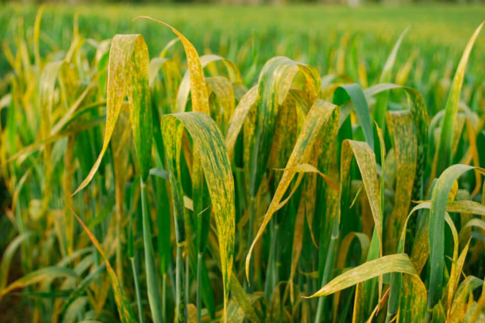 Roya amarilla: Síntomas y daños en Trigo
