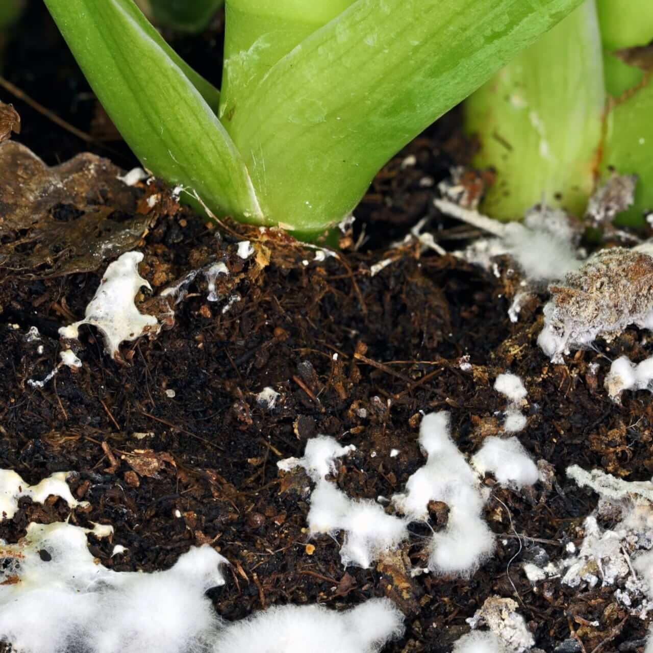 Podredumbre blanca en Plantas ornamentales: Cómo se reconoce y se trata eficazmente
