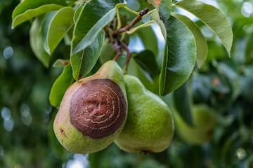 Monilia em plantas decorativas | micróbio