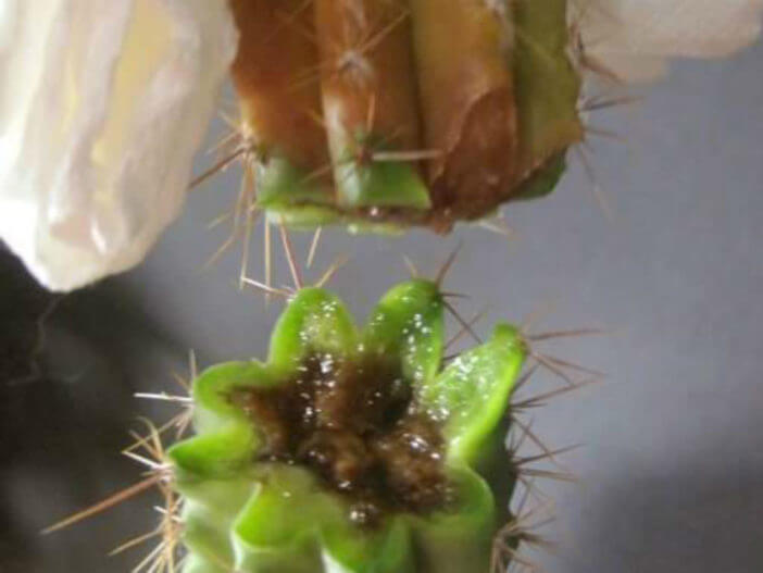 Bacteriosis en Cactus: Cómo se reconoce y se trata eficazmente