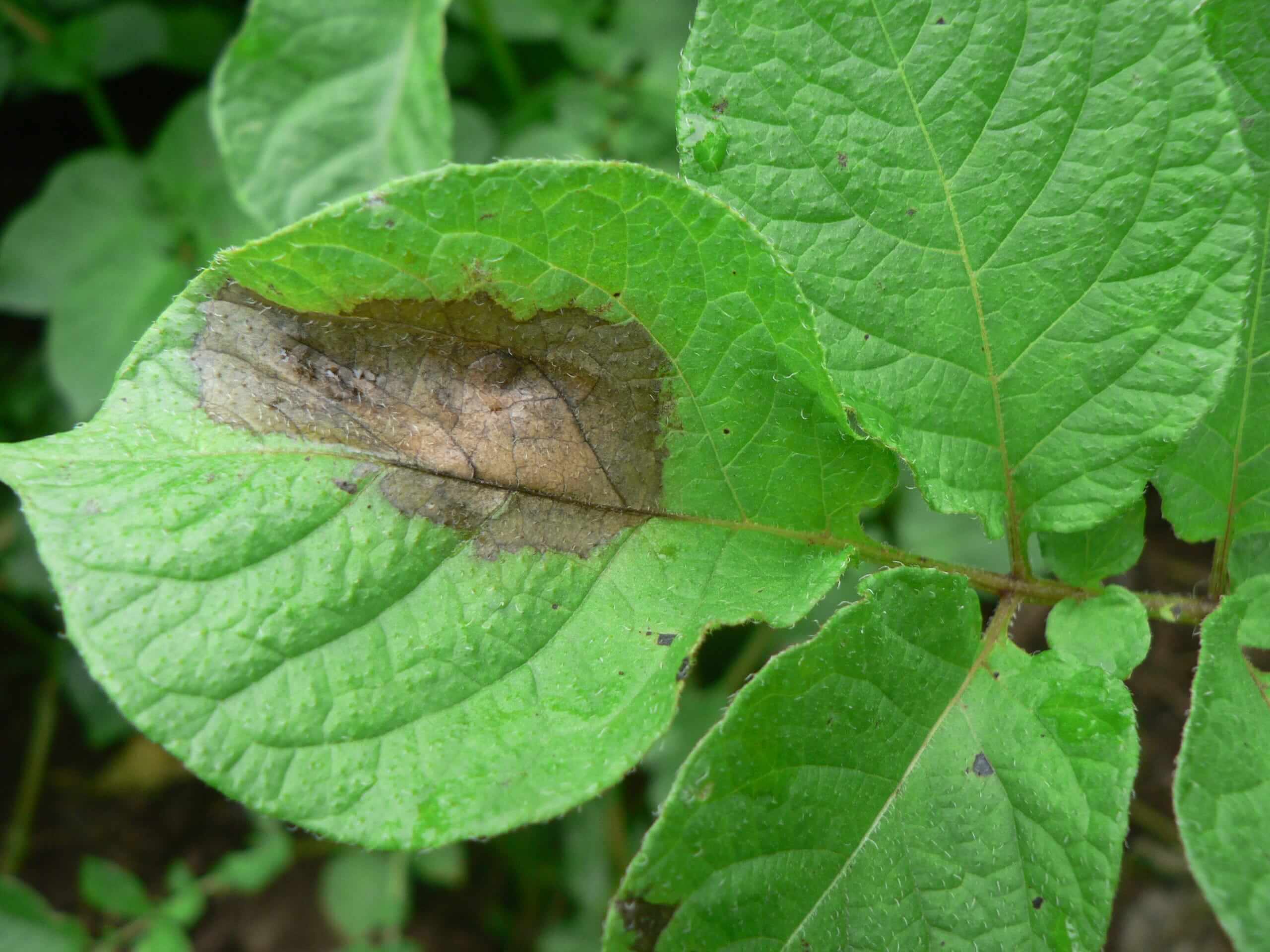 Cómo reconocer y combatir tizón tardío en patata