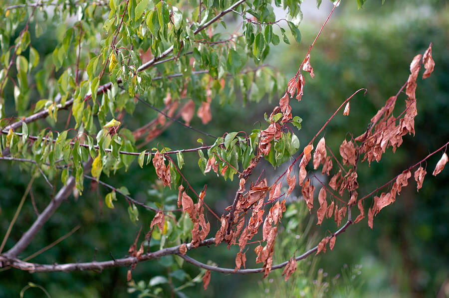 Monilinia o podredumbre parda: qué es, cómo se origina y cómo eliminar de forma efectiva en albaricoque